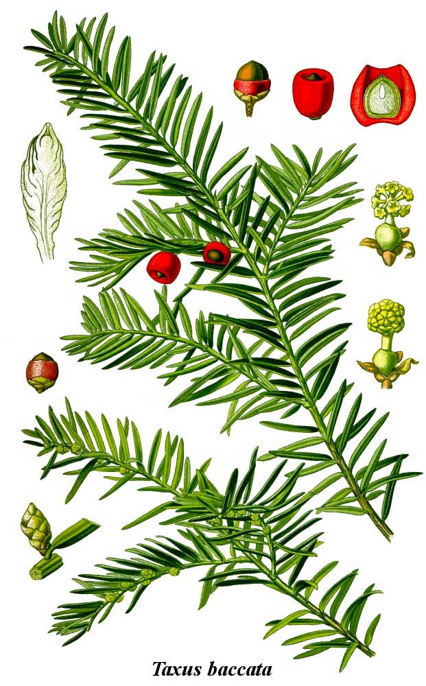   Eibe, Taxus