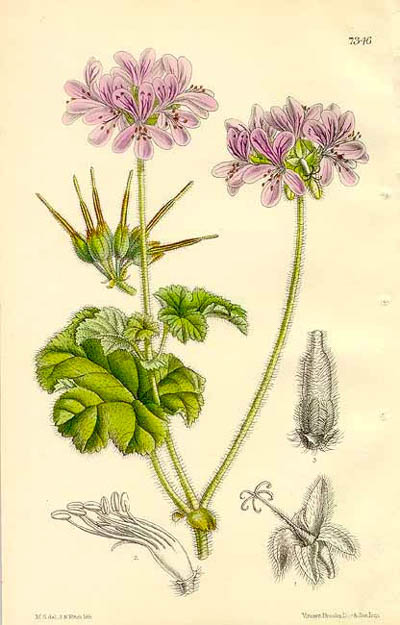   Pelargonien, Geranien