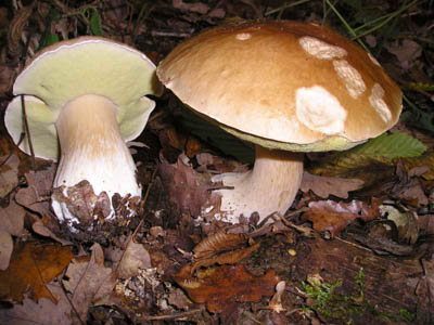   Steinpilz