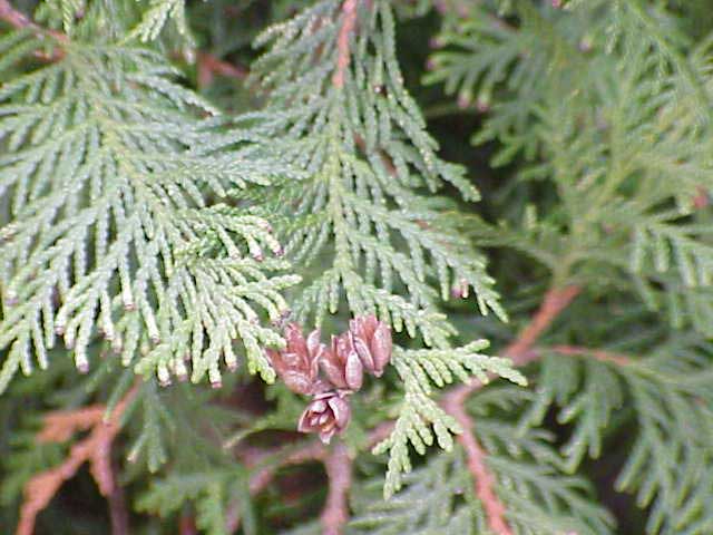   Thuja, Lebensbaum